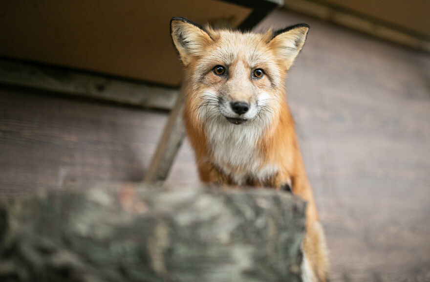 Fox Escapes From Her Cage In A Fur Farm, Gets Spotted By Activists And Rescued Fox Escapes From Her Cage In A Fur Farm, Gets Spotted By Activists And Rescued