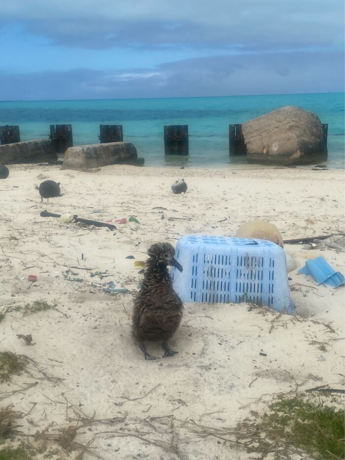 I Took Pictures Of Trash Babies In Midway Atoll