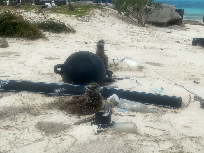 I Took Pictures Of Trash Babies In Midway Atoll