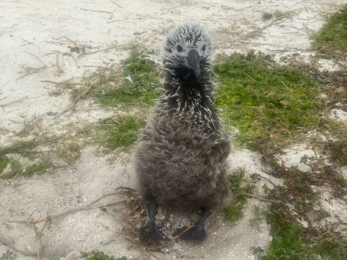 I Took Pictures Of Trash Babies In Midway Atoll