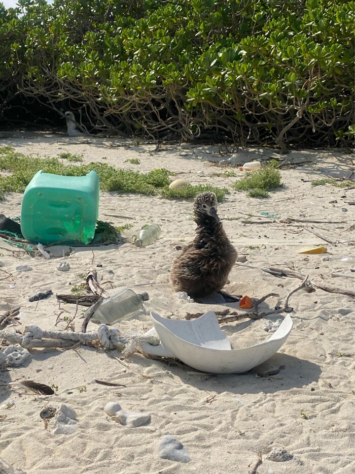 I Took Pictures Of Trash Babies In Midway Atoll