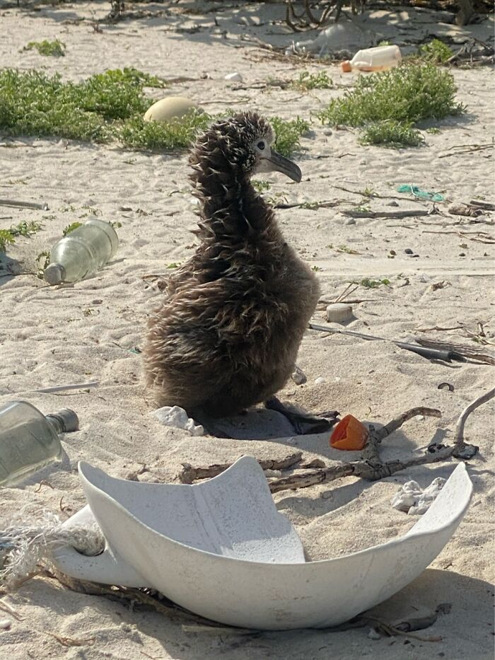 I Took Pictures Of Trash Babies In Midway Atoll