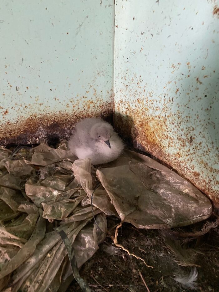 I Took Pictures Of Trash Babies In Midway Atoll