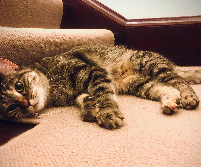 Ricky Gervais Attempts To Foster A Cat But Ends Up Adopting Her And She’s Taking Over His Feed Ricky Gervais Attempts To Foster A Cat But Ends Up Adopting Her And She’s Taking Over His Feed