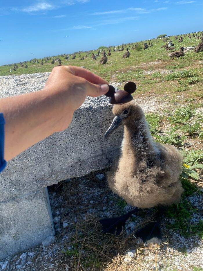 I Took Pictures Of Birds With Mickey Mouse Hats I Took Pictures Of Birds With Mickey Mouse Hats