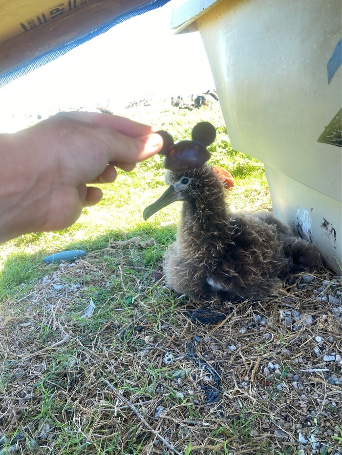 I Took Pictures Of Birds With Mickey Mouse Hats I Took Pictures Of Birds With Mickey Mouse Hats