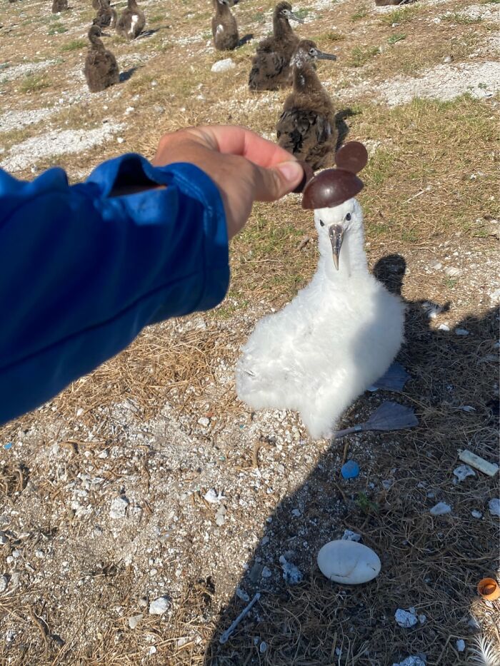 I Took Pictures Of Birds With Mickey Mouse Hats I Took Pictures Of Birds With Mickey Mouse Hats
