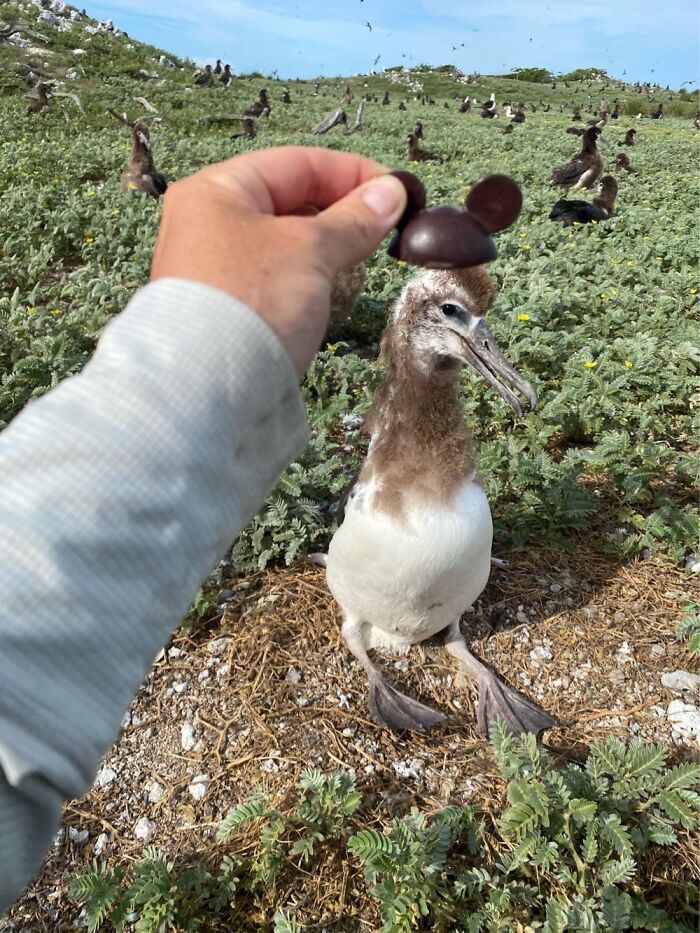 I Took Pictures Of Birds With Mickey Mouse Hats I Took Pictures Of Birds With Mickey Mouse Hats