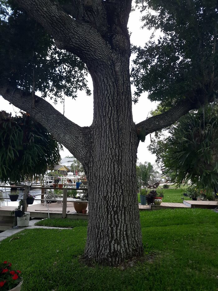 I Carved A Wooden “Captain Morgan” Sculpture From An Oak Tree I Carved A Wooden “Captain Morgan” Sculpture From An Oak Tree