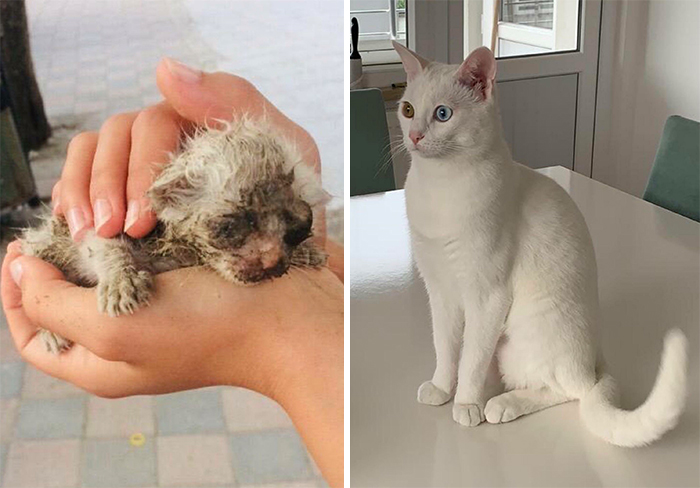 This Online Community Shares Before And After Adoption Pics, Shows How Love And Care Changes Cats (30 New Pics) This Online Community Shares Before And After Adoption Pics, Shows How Love And Care Changes Cats (30 New Pics)