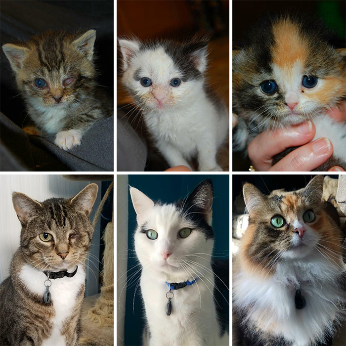 This Online Community Shares Before And After Adoption Pics, Shows How Love And Care Changes Cats (30 New Pics) This Online Community Shares Before And After Adoption Pics, Shows How Love And Care Changes Cats (30 New Pics)