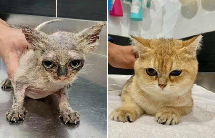 This Online Community Shares Before And After Adoption Pics, Shows How Love And Care Changes Cats (30 New Pics) This Online Community Shares Before And After Adoption Pics, Shows How Love And Care Changes Cats (30 New Pics)