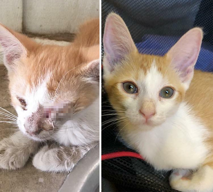 This Online Community Shares Before And After Adoption Pics, Shows How Love And Care Changes Cats (30 New Pics) This Online Community Shares Before And After Adoption Pics, Shows How Love And Care Changes Cats (30 New Pics)