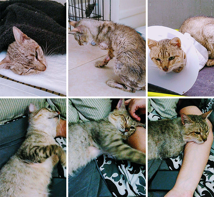 This Online Community Shares Before And After Adoption Pics, Shows How Love And Care Changes Cats (30 New Pics) This Online Community Shares Before And After Adoption Pics, Shows How Love And Care Changes Cats (30 New Pics)