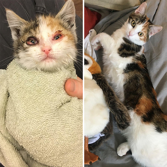 This Online Community Shares Before And After Adoption Pics, Shows How Love And Care Changes Cats (30 New Pics) This Online Community Shares Before And After Adoption Pics, Shows How Love And Care Changes Cats (30 New Pics)