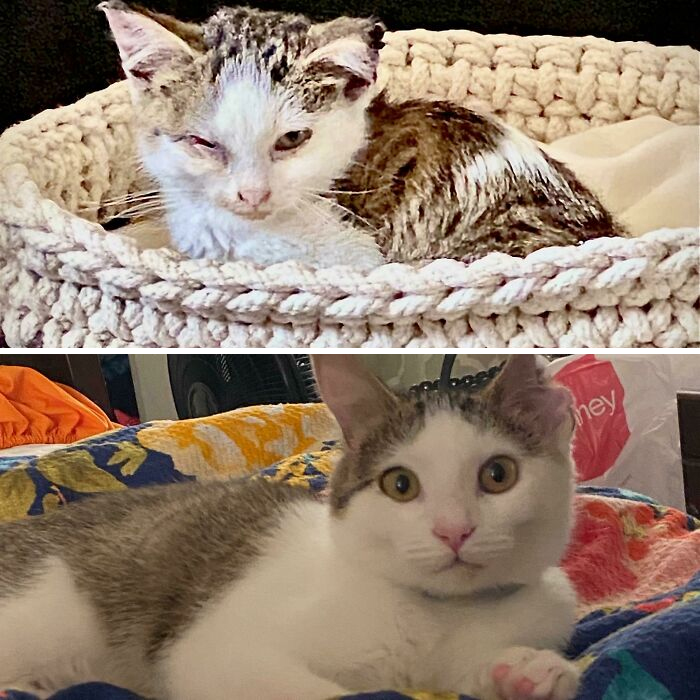 This Online Community Shares Before And After Adoption Pics, Shows How Love And Care Changes Cats (30 New Pics) This Online Community Shares Before And After Adoption Pics, Shows How Love And Care Changes Cats (30 New Pics)