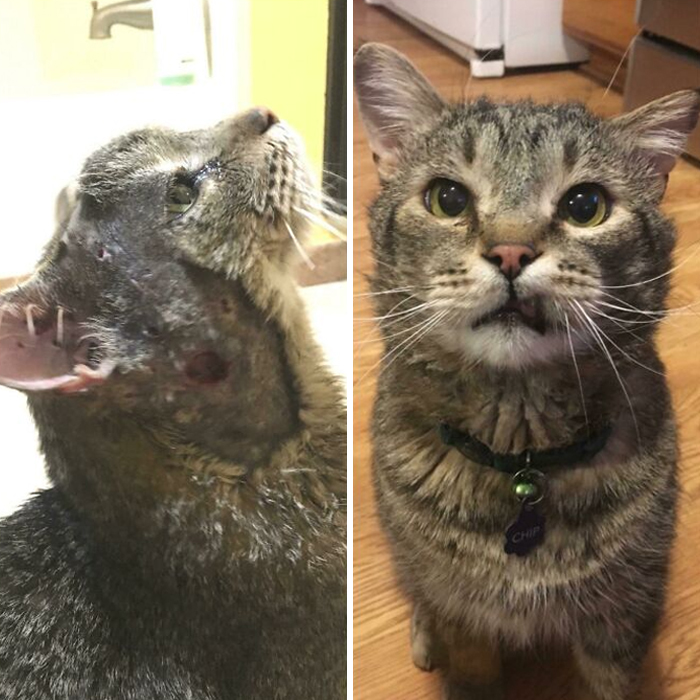 This Online Community Shares Before And After Adoption Pics, Shows How Love And Care Changes Cats (30 New Pics) This Online Community Shares Before And After Adoption Pics, Shows How Love And Care Changes Cats (30 New Pics)