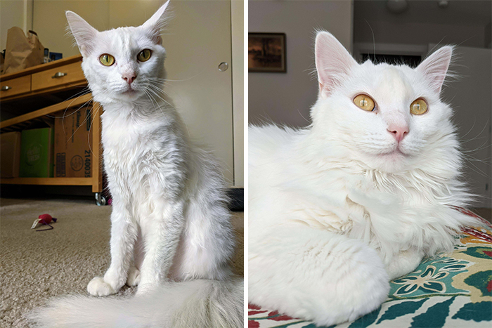 This Online Community Shares Before And After Adoption Pics, Shows How Love And Care Changes Cats (30 New Pics) This Online Community Shares Before And After Adoption Pics, Shows How Love And Care Changes Cats (30 New Pics)
