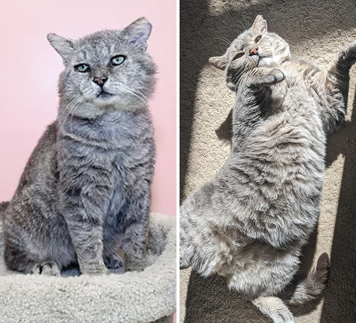 This Online Community Shares Before And After Adoption Pics, Shows How Love And Care Changes Cats (30 New Pics) This Online Community Shares Before And After Adoption Pics, Shows How Love And Care Changes Cats (30 New Pics)