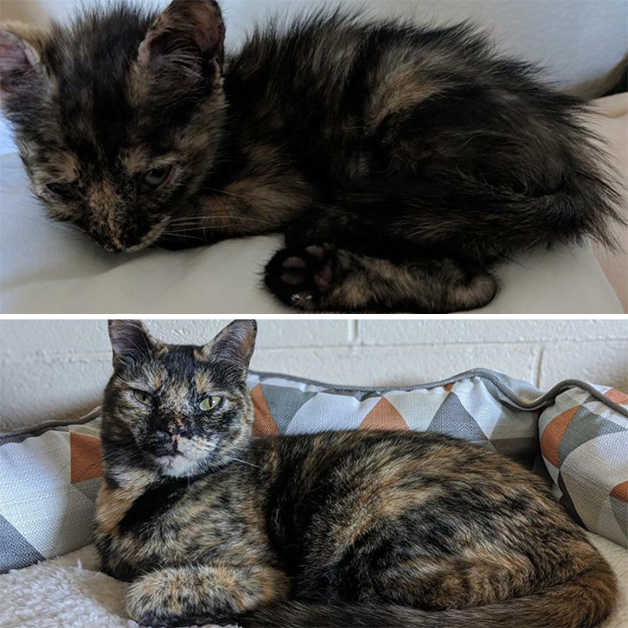 This Online Community Shares Before And After Adoption Pics, Shows How Love And Care Changes Cats (30 New Pics) This Online Community Shares Before And After Adoption Pics, Shows How Love And Care Changes Cats (30 New Pics)