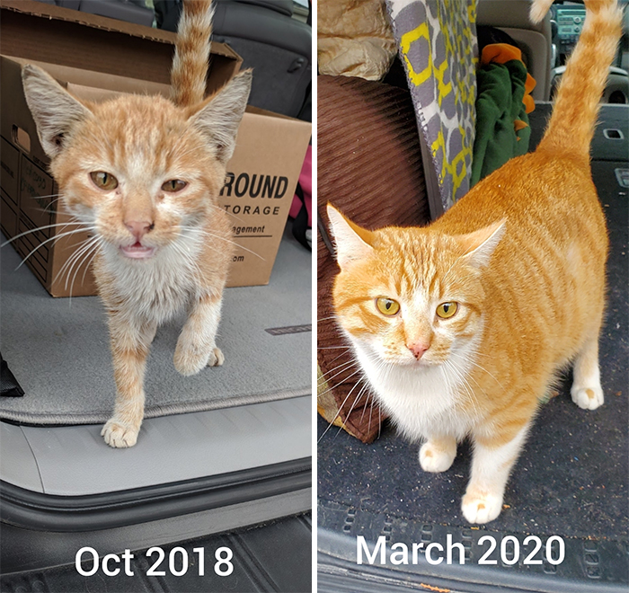This Online Community Shares Before And After Adoption Pics, Shows How Love And Care Changes Cats (30 New Pics) This Online Community Shares Before And After Adoption Pics, Shows How Love And Care Changes Cats (30 New Pics)