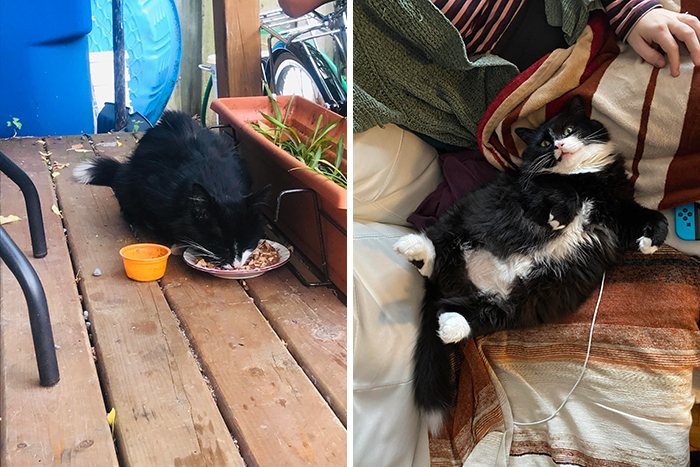 This Online Community Shares Before And After Adoption Pics, Shows How Love And Care Changes Cats (30 New Pics) This Online Community Shares Before And After Adoption Pics, Shows How Love And Care Changes Cats (30 New Pics)