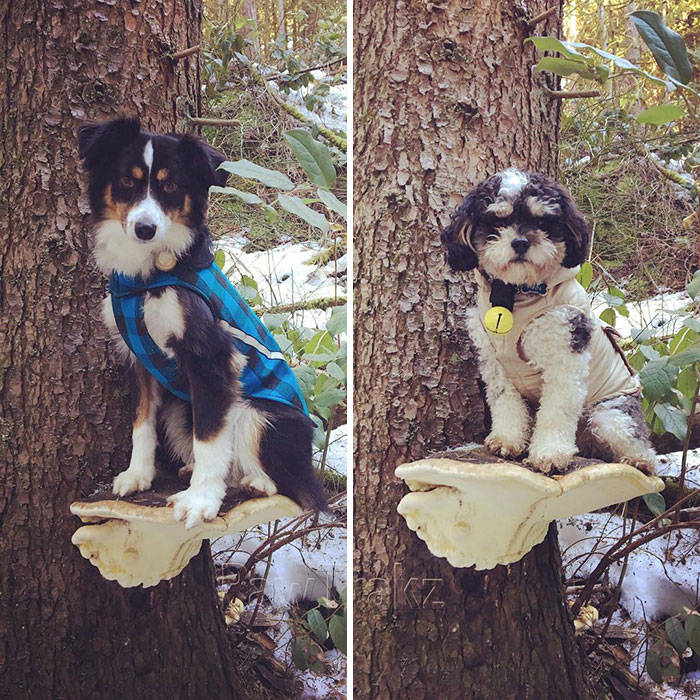 Dogs Standing On Mushrooms Is The Internet’s New Favorite Thing (26 Pics) Dogs Standing On Mushrooms Is The Internet’s New Favorite Thing (26 Pics)