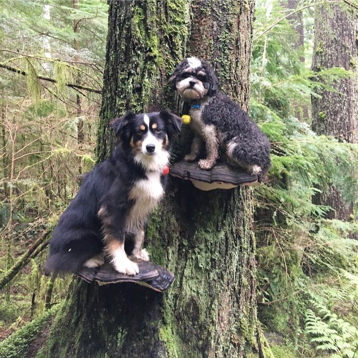 Dogs Standing On Mushrooms Is The Internet’s New Favorite Thing (26 Pics) Dogs Standing On Mushrooms Is The Internet’s New Favorite Thing (26 Pics)