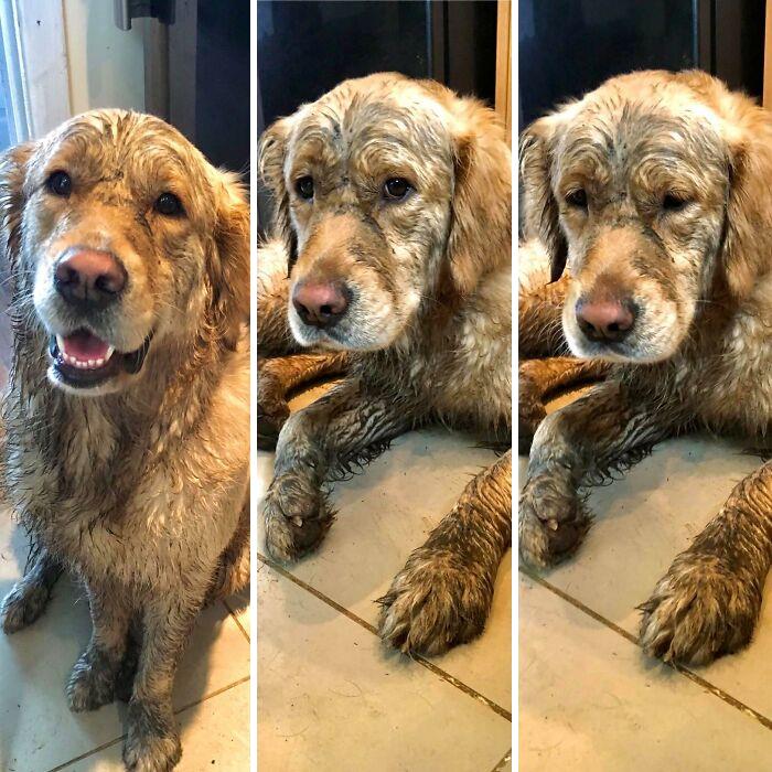 The ‘Guilty Dog’ Challenge Got People Competing About Whose Dog Is The Naughtiest (30 Pics) The ‘Guilty Dog’ Challenge Got People Competing About Whose Dog Is The Naughtiest (30 Pics)
