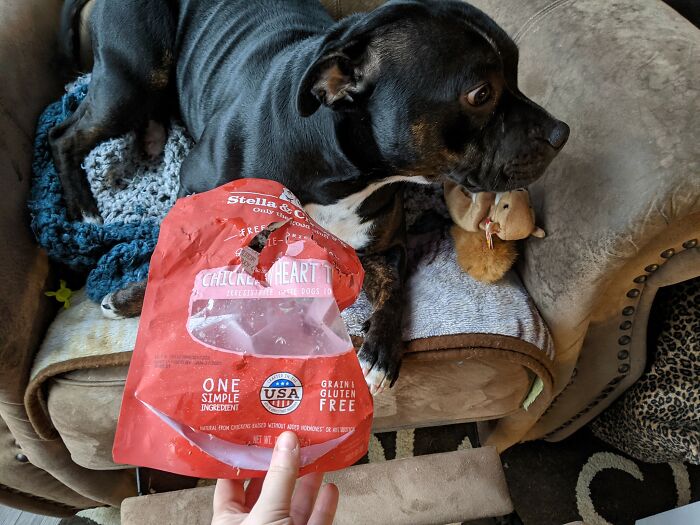 The ‘Guilty Dog’ Challenge Got People Competing About Whose Dog Is The Naughtiest (30 Pics) The ‘Guilty Dog’ Challenge Got People Competing About Whose Dog Is The Naughtiest (30 Pics)