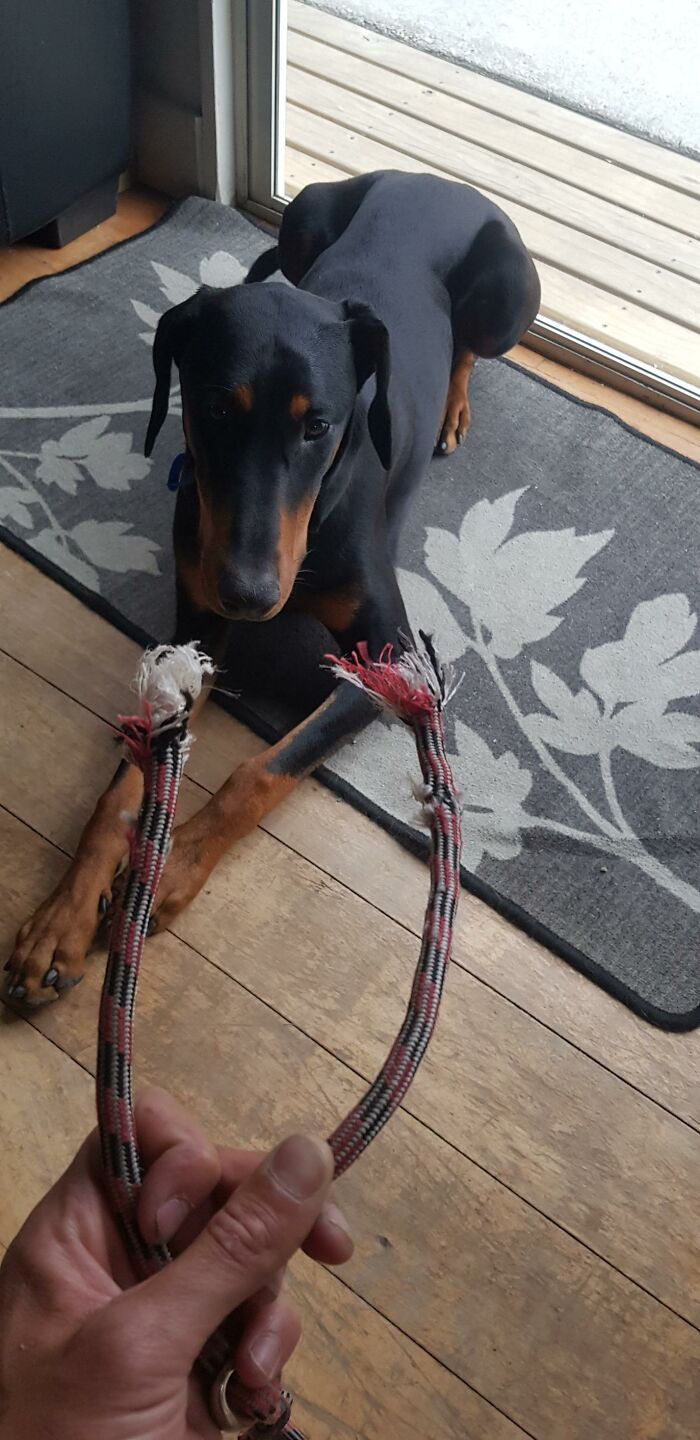 The ‘Guilty Dog’ Challenge Got People Competing About Whose Dog Is The Naughtiest (30 Pics) The ‘Guilty Dog’ Challenge Got People Competing About Whose Dog Is The Naughtiest (30 Pics)