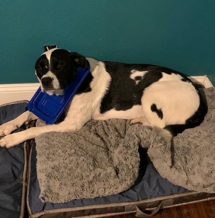 The ‘Guilty Dog’ Challenge Got People Competing About Whose Dog Is The Naughtiest (30 Pics) The ‘Guilty Dog’ Challenge Got People Competing About Whose Dog Is The Naughtiest (30 Pics)