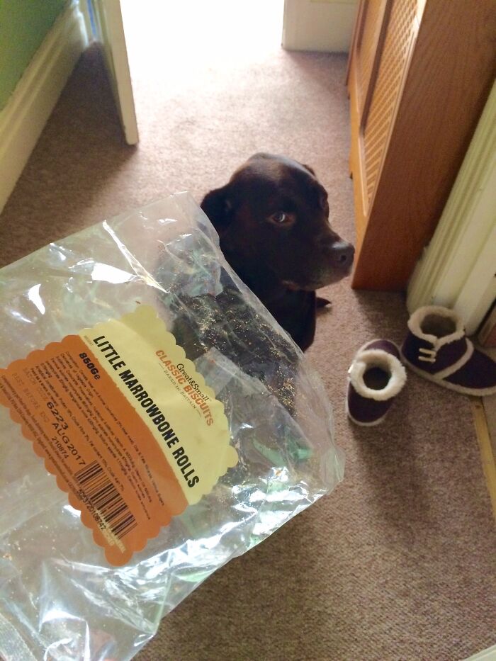 The ‘Guilty Dog’ Challenge Got People Competing About Whose Dog Is The Naughtiest (30 Pics) The ‘Guilty Dog’ Challenge Got People Competing About Whose Dog Is The Naughtiest (30 Pics)