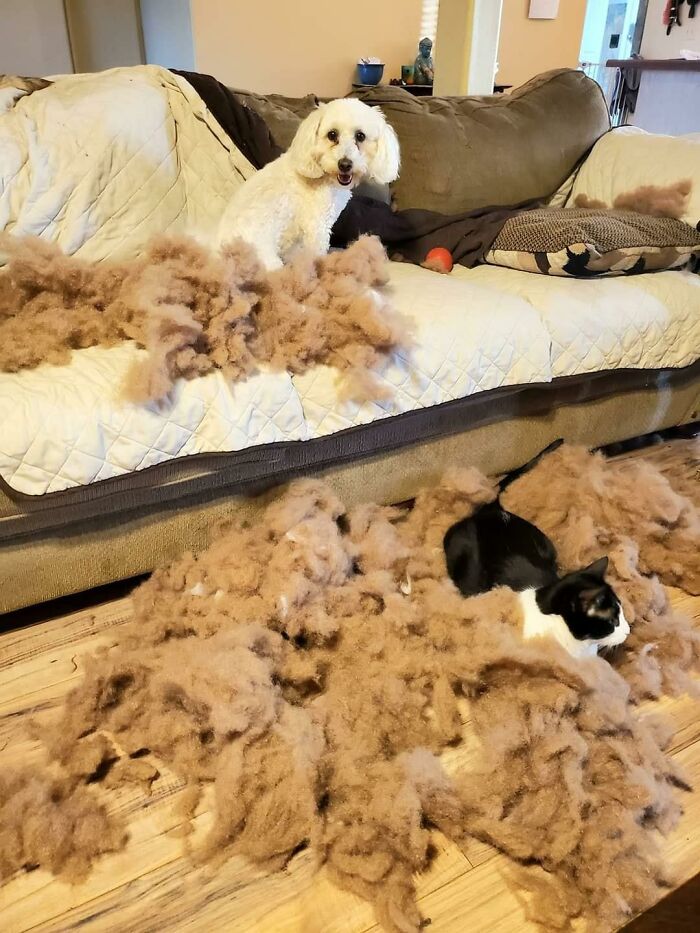 The ‘Guilty Dog’ Challenge Got People Competing About Whose Dog Is The Naughtiest (30 Pics) The ‘Guilty Dog’ Challenge Got People Competing About Whose Dog Is The Naughtiest (30 Pics)