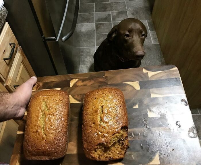 The ‘Guilty Dog’ Challenge Got People Competing About Whose Dog Is The Naughtiest (30 Pics) The ‘Guilty Dog’ Challenge Got People Competing About Whose Dog Is The Naughtiest (30 Pics)