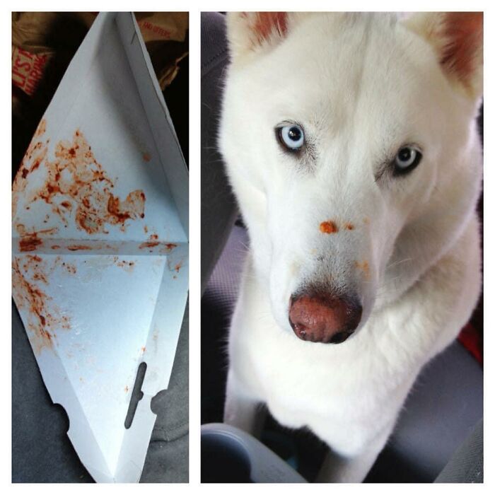 The ‘Guilty Dog’ Challenge Got People Competing About Whose Dog Is The Naughtiest (30 Pics) The ‘Guilty Dog’ Challenge Got People Competing About Whose Dog Is The Naughtiest (30 Pics)