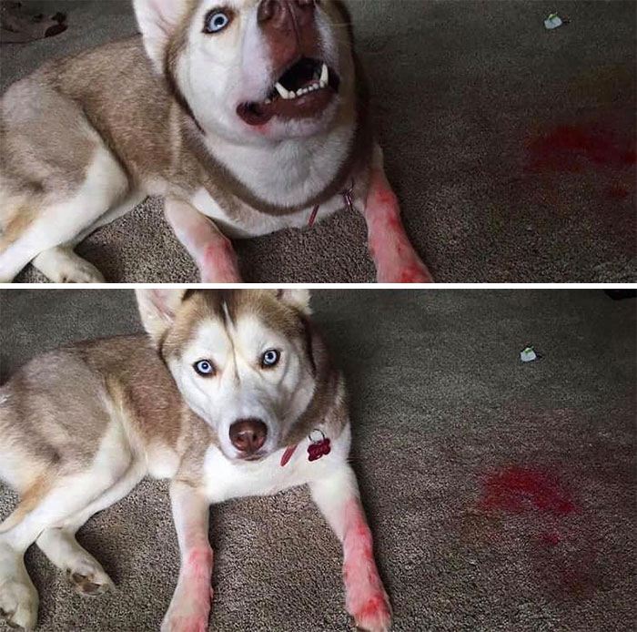 The ‘Guilty Dog’ Challenge Got People Competing About Whose Dog Is The Naughtiest (30 Pics) The ‘Guilty Dog’ Challenge Got People Competing About Whose Dog Is The Naughtiest (30 Pics)