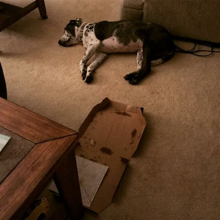 The ‘Guilty Dog’ Challenge Got People Competing About Whose Dog Is The Naughtiest (30 Pics) The ‘Guilty Dog’ Challenge Got People Competing About Whose Dog Is The Naughtiest (30 Pics)