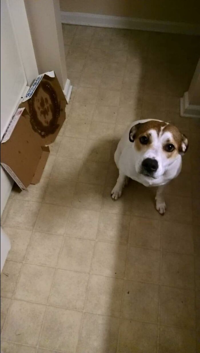 The ‘Guilty Dog’ Challenge Got People Competing About Whose Dog Is The Naughtiest (30 Pics) The ‘Guilty Dog’ Challenge Got People Competing About Whose Dog Is The Naughtiest (30 Pics)