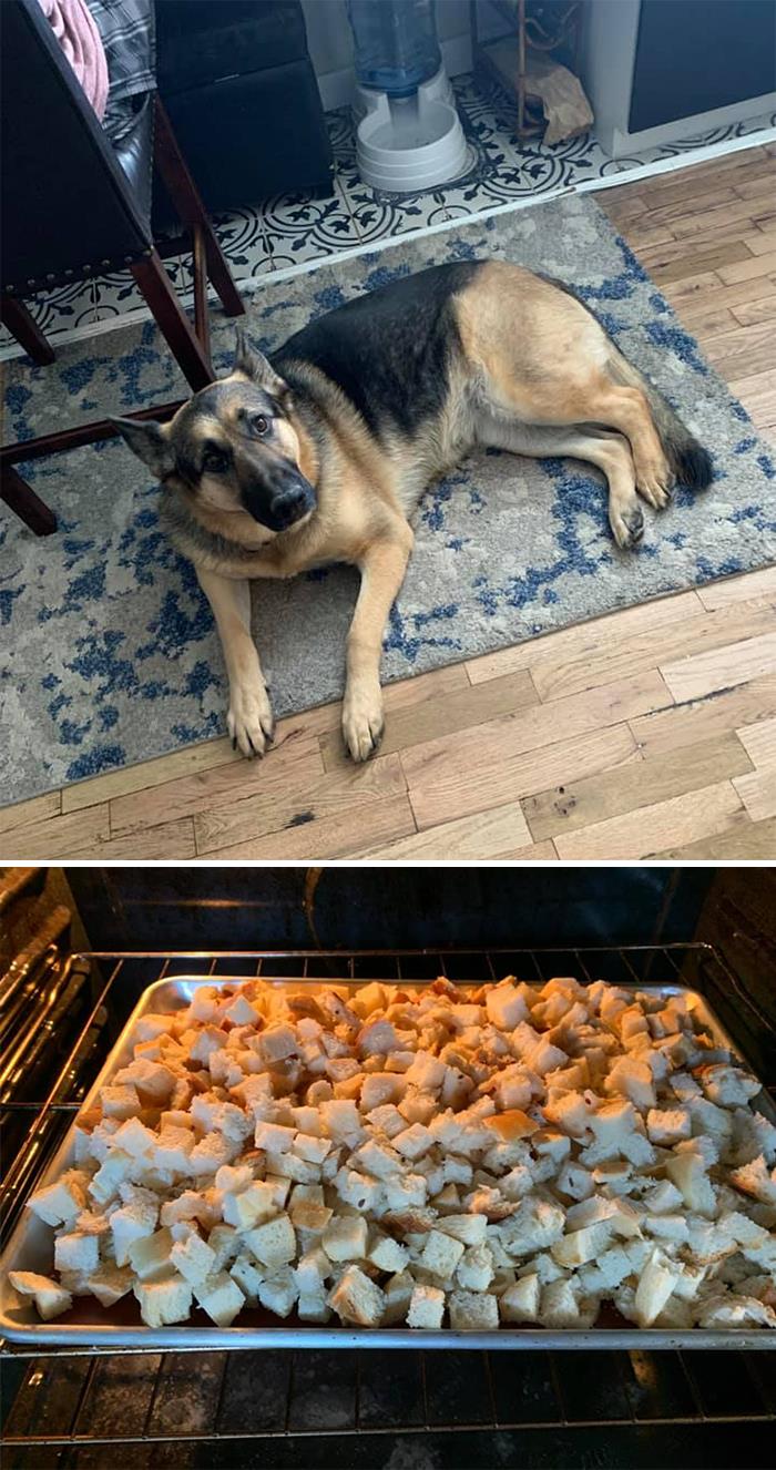 The ‘Guilty Dog’ Challenge Got People Competing About Whose Dog Is The Naughtiest (30 Pics) The ‘Guilty Dog’ Challenge Got People Competing About Whose Dog Is The Naughtiest (30 Pics)