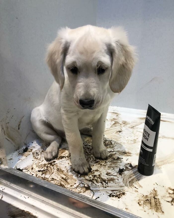 The ‘Guilty Dog’ Challenge Got People Competing About Whose Dog Is The Naughtiest (30 Pics) The ‘Guilty Dog’ Challenge Got People Competing About Whose Dog Is The Naughtiest (30 Pics)