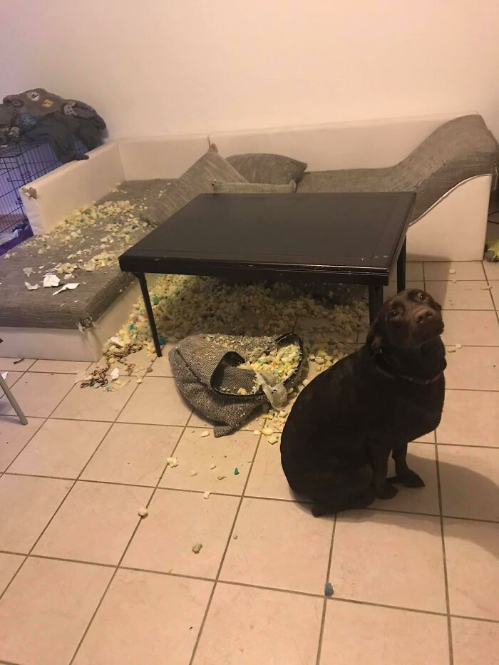 The ‘Guilty Dog’ Challenge Got People Competing About Whose Dog Is The Naughtiest (30 Pics) The ‘Guilty Dog’ Challenge Got People Competing About Whose Dog Is The Naughtiest (30 Pics)