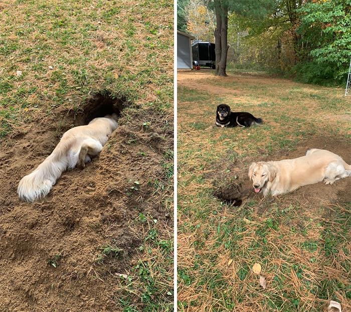 The ‘Guilty Dog’ Challenge Got People Competing About Whose Dog Is The Naughtiest (30 Pics) The ‘Guilty Dog’ Challenge Got People Competing About Whose Dog Is The Naughtiest (30 Pics)