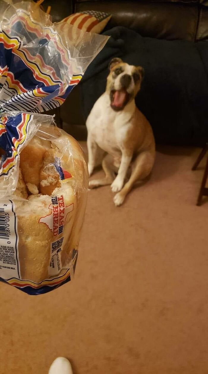 The ‘Guilty Dog’ Challenge Got People Competing About Whose Dog Is The Naughtiest (30 Pics) The ‘Guilty Dog’ Challenge Got People Competing About Whose Dog Is The Naughtiest (30 Pics)