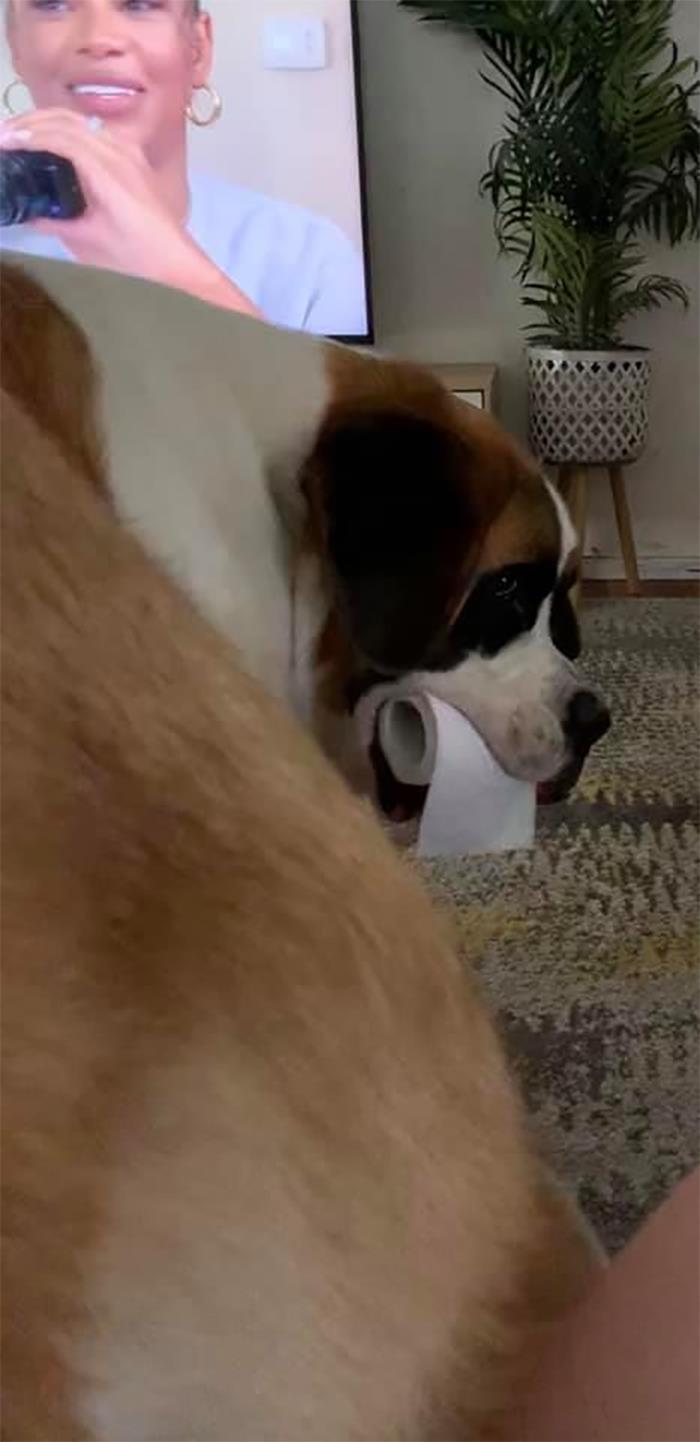 The ‘Guilty Dog’ Challenge Got People Competing About Whose Dog Is The Naughtiest (30 Pics) The ‘Guilty Dog’ Challenge Got People Competing About Whose Dog Is The Naughtiest (30 Pics)