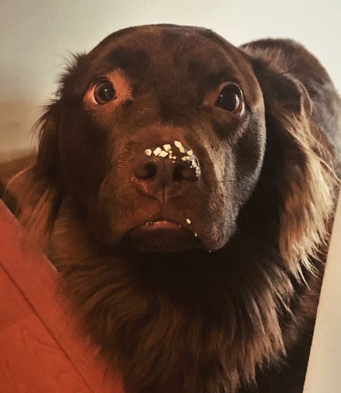 The ‘Guilty Dog’ Challenge Got People Competing About Whose Dog Is The Naughtiest (30 Pics) The ‘Guilty Dog’ Challenge Got People Competing About Whose Dog Is The Naughtiest (30 Pics)