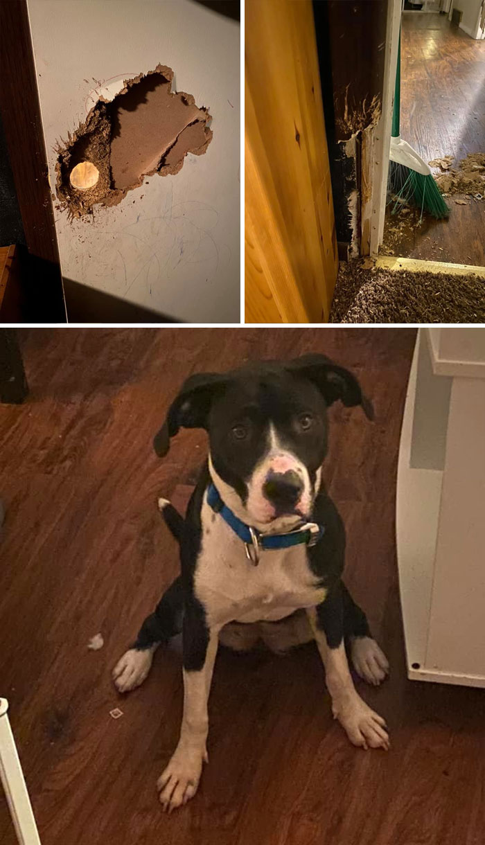 The ‘Guilty Dog’ Challenge Got People Competing About Whose Dog Is The Naughtiest (30 Pics) The ‘Guilty Dog’ Challenge Got People Competing About Whose Dog Is The Naughtiest (30 Pics)
