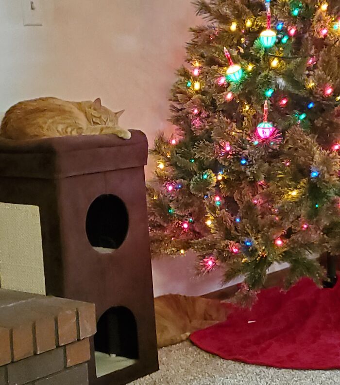 What Weird Thing Does Your Cat Do For Christmas? (Closed) What Weird Thing Does Your Cat Do For Christmas? (Closed)
