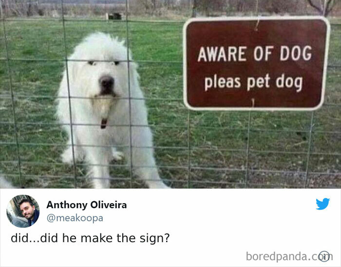 130 Of The Funniest Dog Memes Ever 130 Of The Funniest Dog Memes Ever