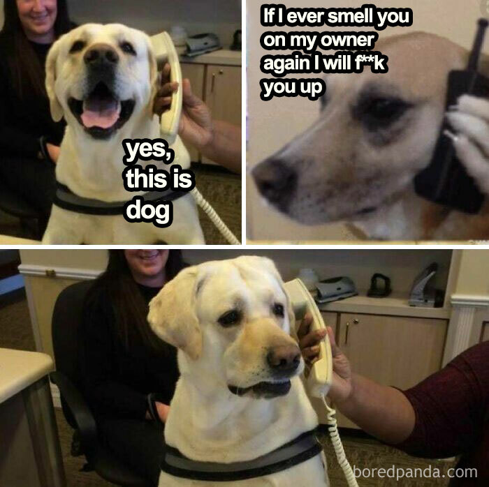 130 Of The Funniest Dog Memes Ever 130 Of The Funniest Dog Memes Ever